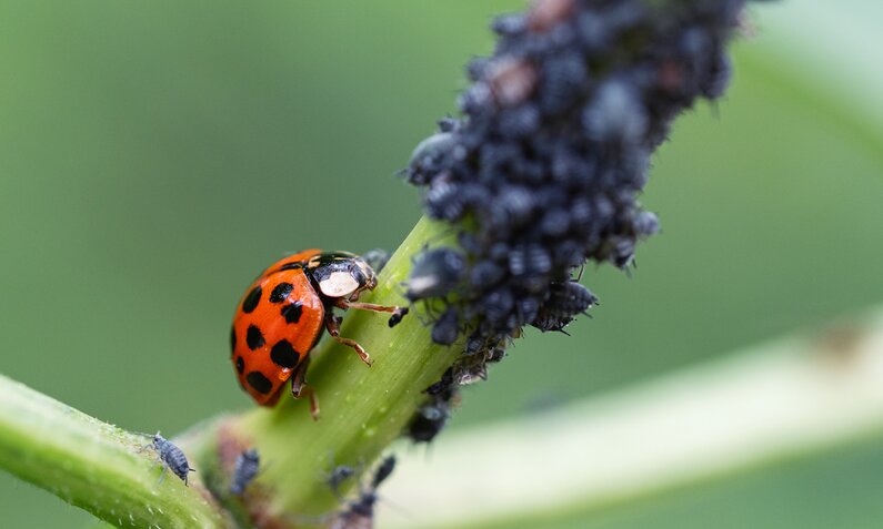 5 Tricks gegen Blattläuse im Garten: So wirst du die Schädlinge schnell wieder los! | ©  Getty Images / TorriPhoto