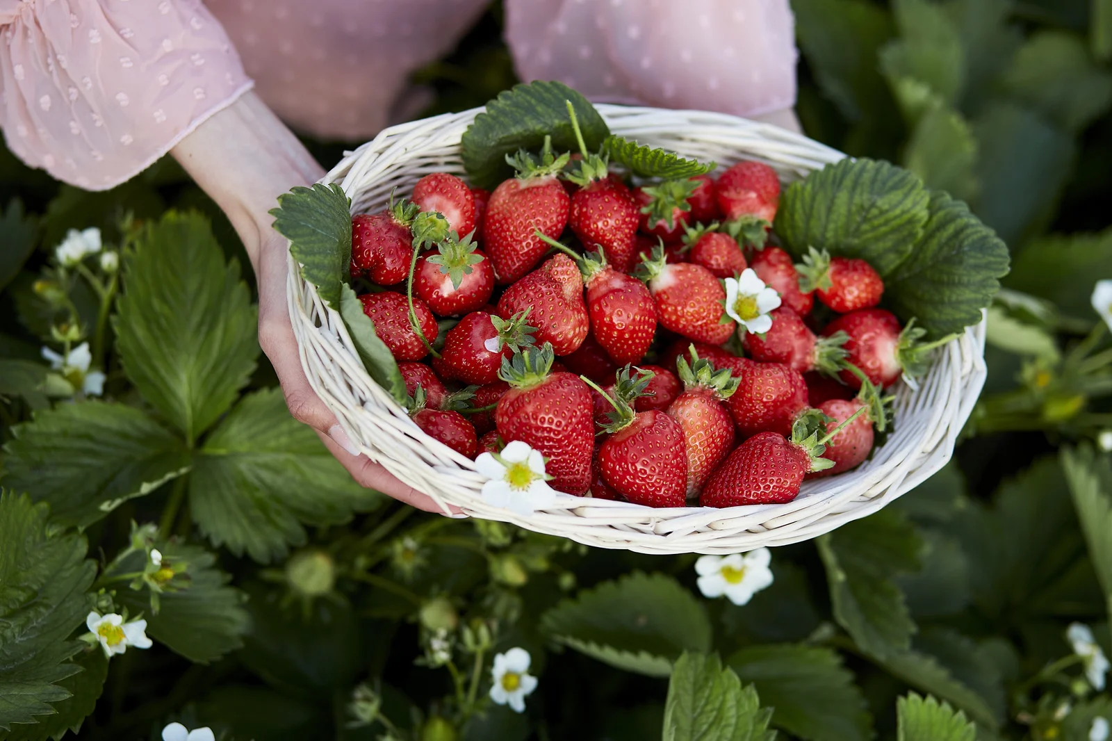 Erdbeeren pflanzen leicht gemacht So erntest du schon bald Erdbeeren