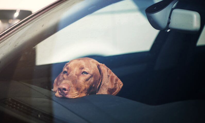 Wartender Hund im Auto | © Getty Images / Ablozhk