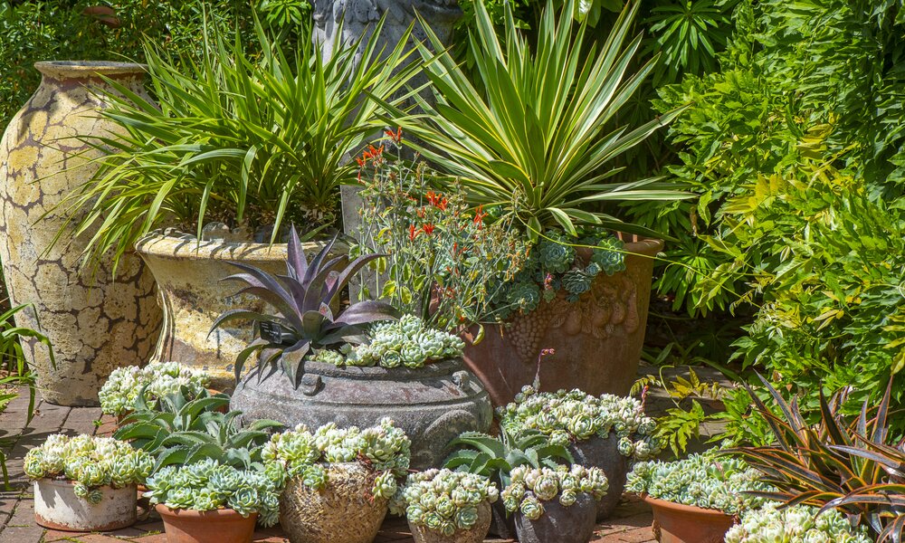 Sommergarten: Diese 3 Pflanzen musst du nicht gießen | ©  Getty Images / Jacky Parker Photography