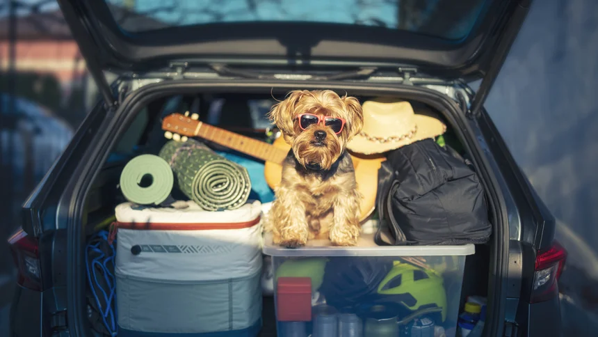 Hund im Auto: Hitzegefahr im Sommer