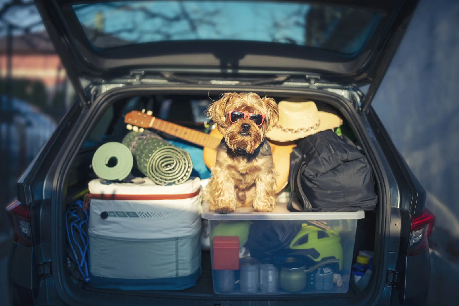 Entspannter Urlaub: 4 Tipps für eine stressfreie Reise mit Hund