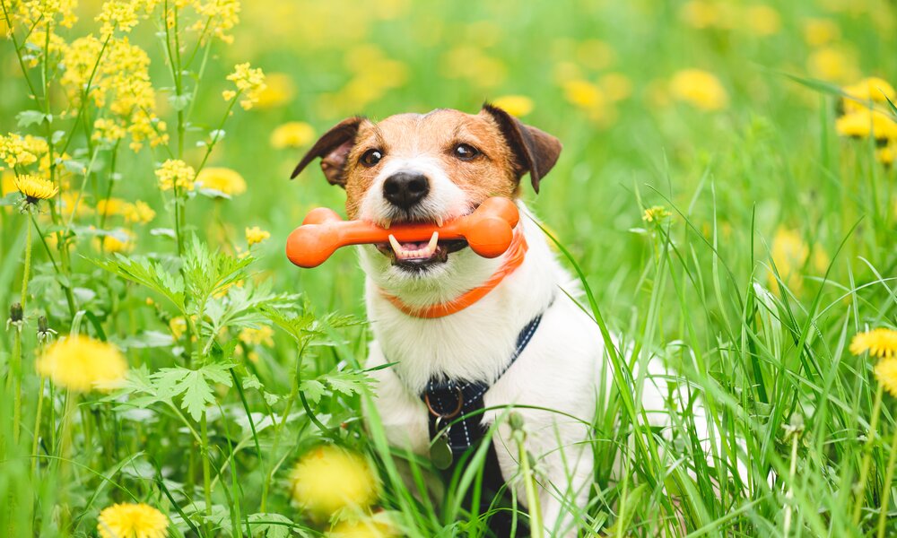 Hund mit Knochen im Hund | © Getty Images / alexei_tm