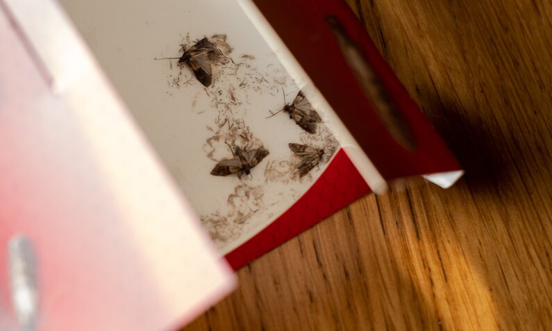 Lebensmittelmotten am Boden einer Papp-Schachtel | © Getty Images / jaanalisette