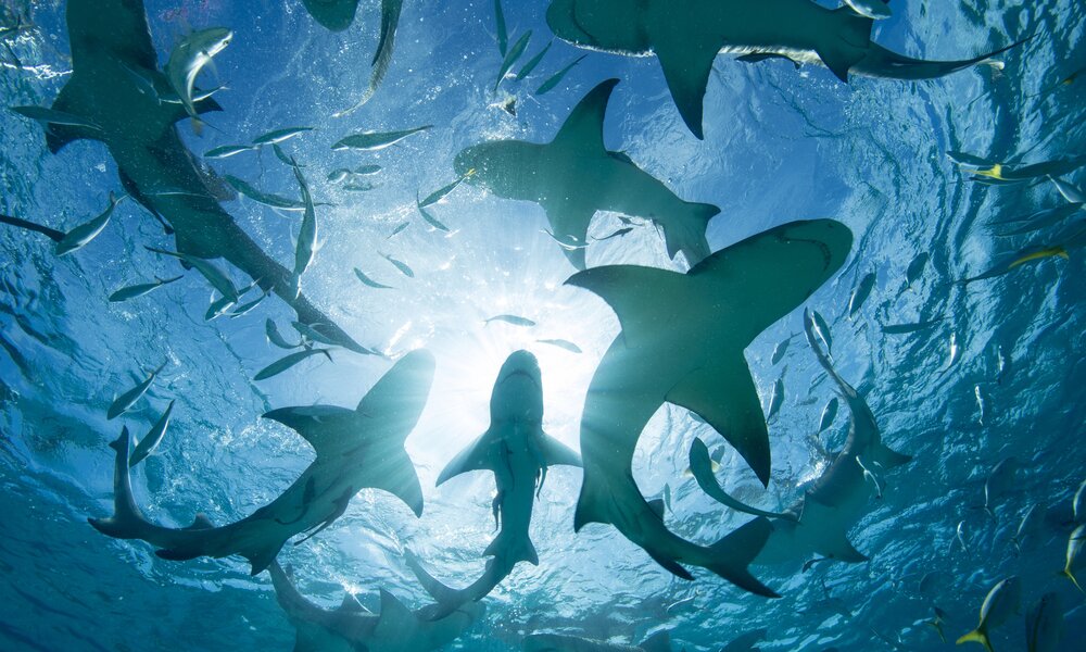 Hai-Angriffe | © Getty Images/Stephen Frink