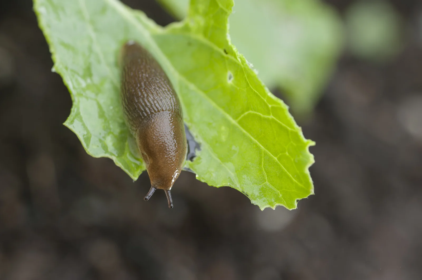 3 Tricks, wie du Nacktschnecken im Garten ohne Gift loswirst!
