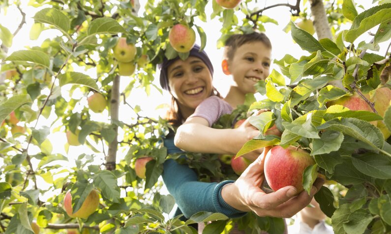  Frau und Kind pflücken Äpfel vom Baum  | ©  Getty Images / Sven Hagolani