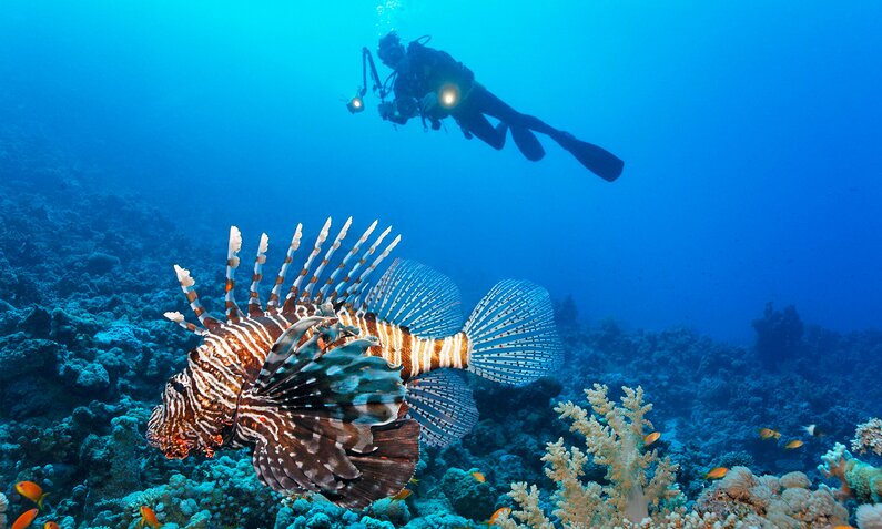Typisch für den Strahlenfeuerfisch sind die spitzen Strahlen. | © Imago
