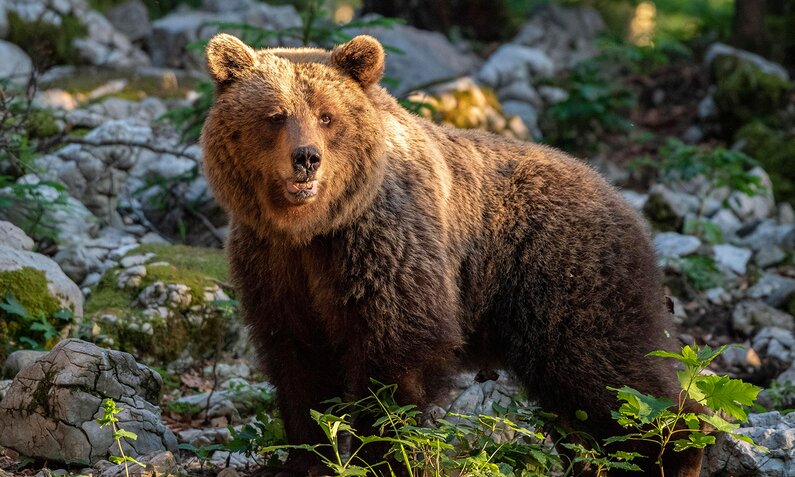 Trotz seiner 150 Kilo Gewicht erreicht der Bär 50 km/h. | © Imago