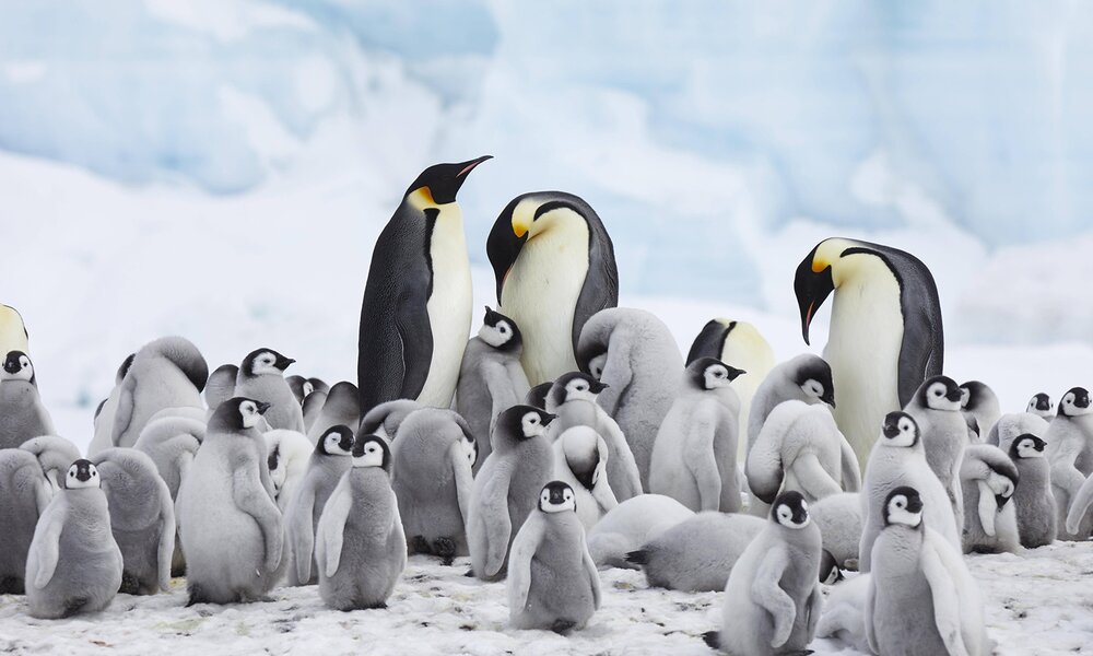 Kaiserpinguine am kalten Südpolarmeer. | © Imago